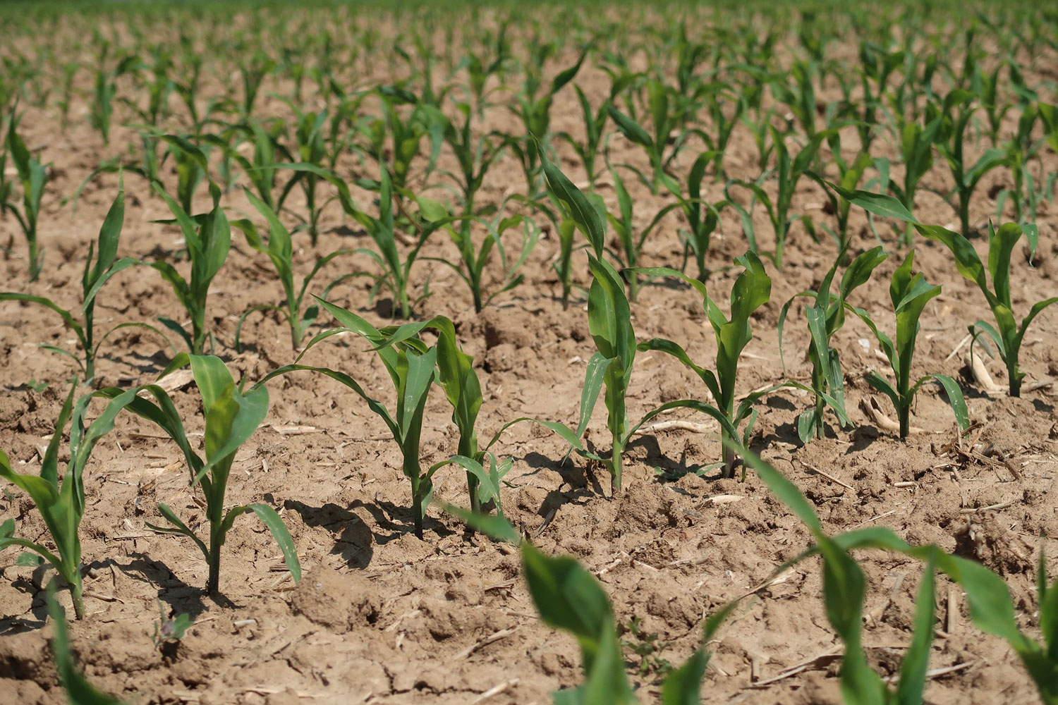 Agricultura ecológica