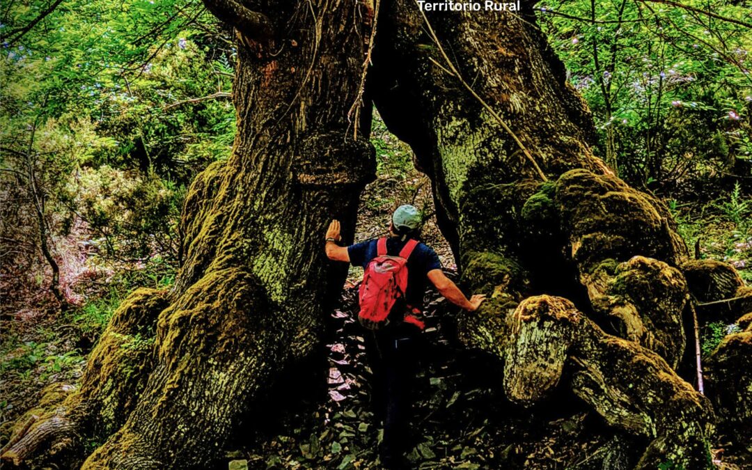 Bosques del Bierzo